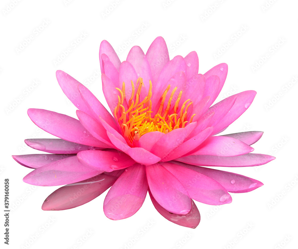 Beautiful Pink Lotus Flower isolated on white background