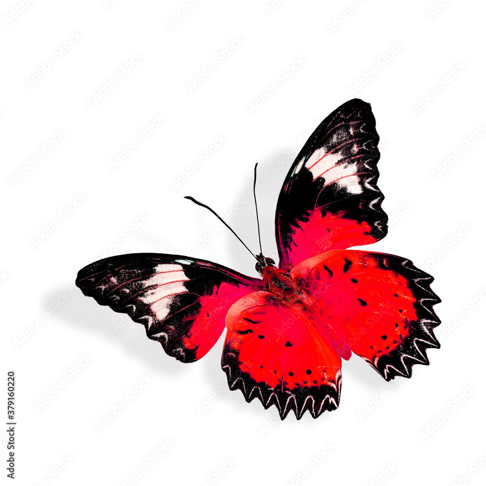 Beautiful red butterfly flying