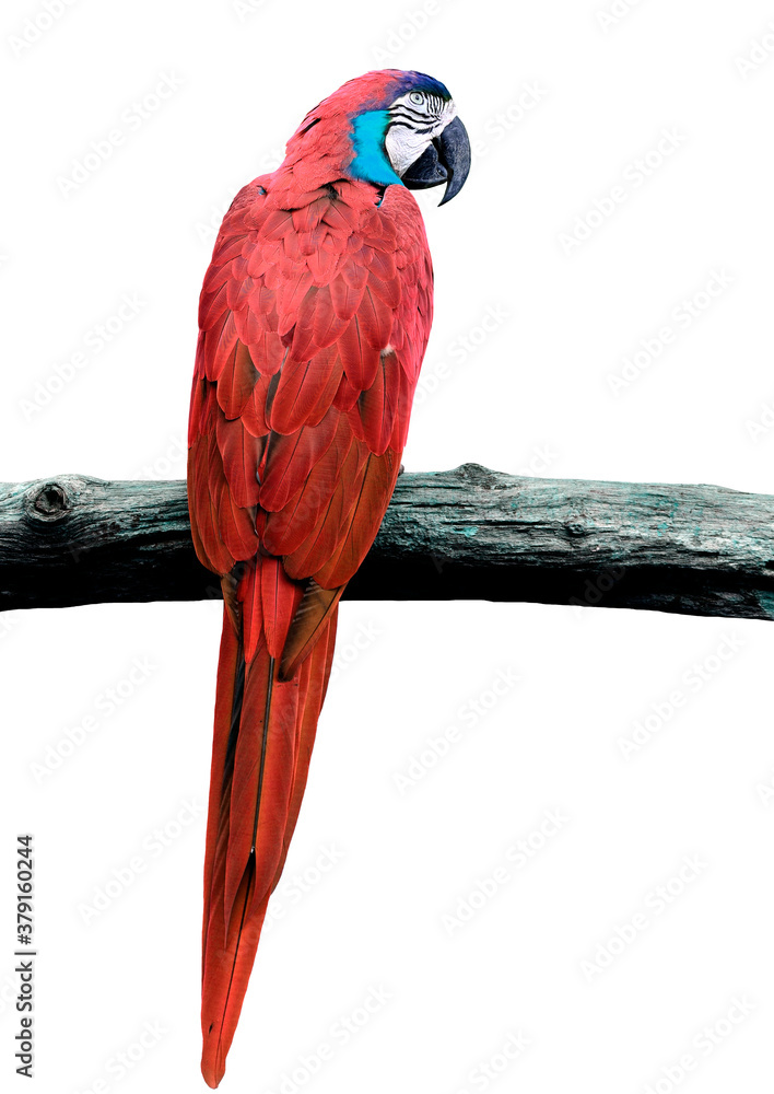 Beautiful Red macaw bird in full body shot