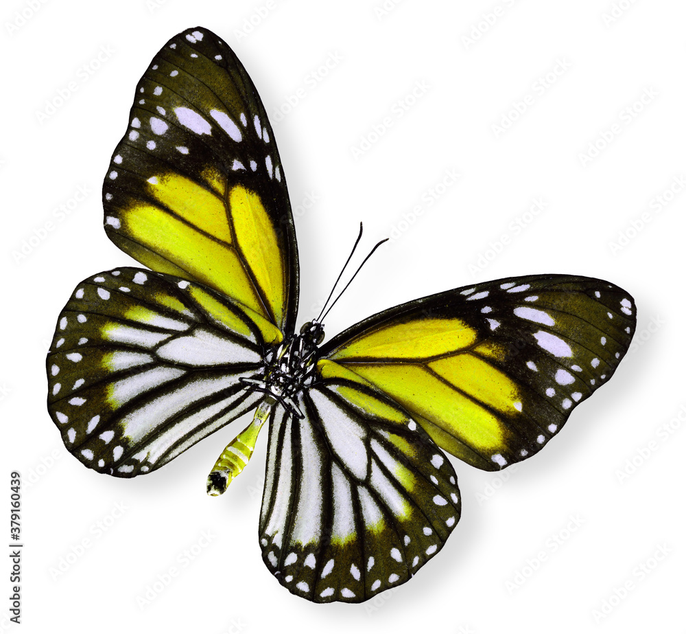 Beautiful Yellow Butterfly (White tiger)