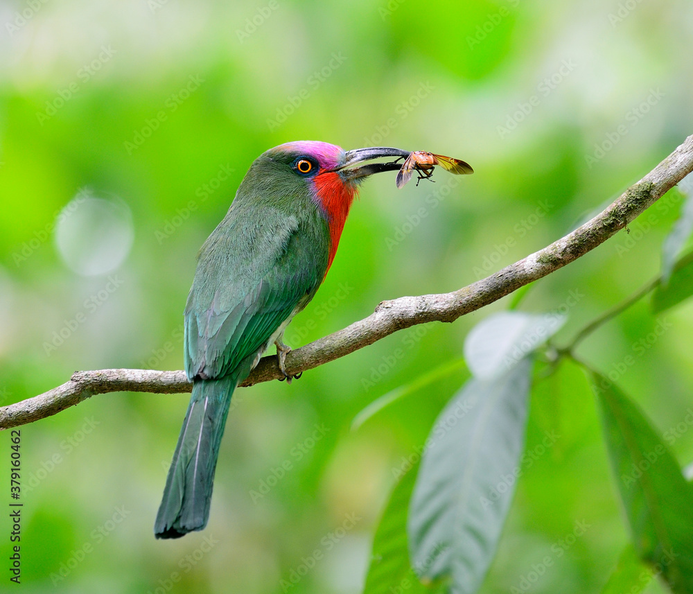 Best color of Red-bearded Bee-eater carrying insect for its chicks in the nest, Nyctyornis amictus, 