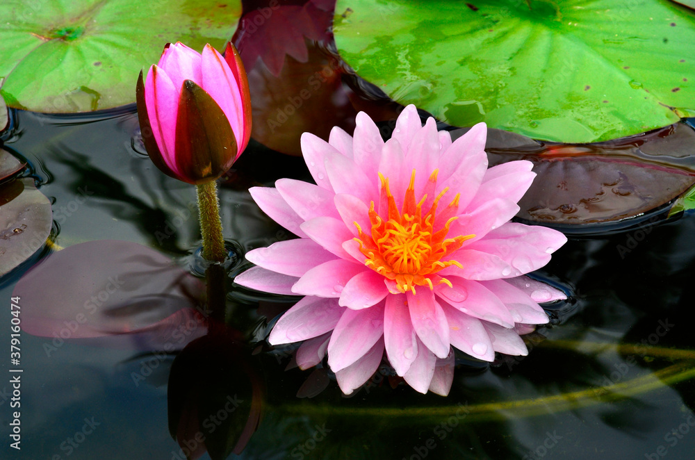 Best composition of Pink Lotus flowers or waterlily