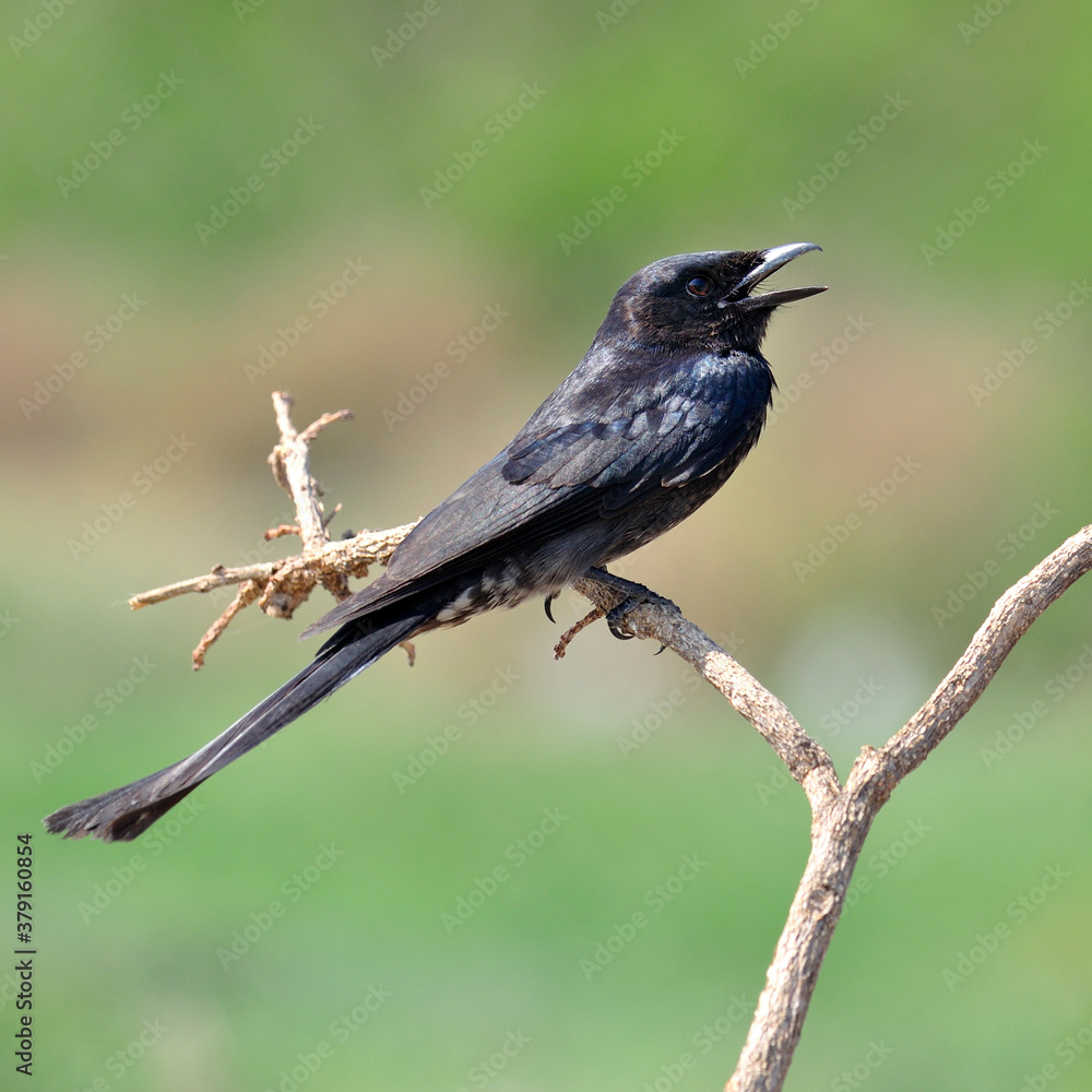 Black drogo, Dicrurus Macrocercus, beautiful bird perching on branch with nice background