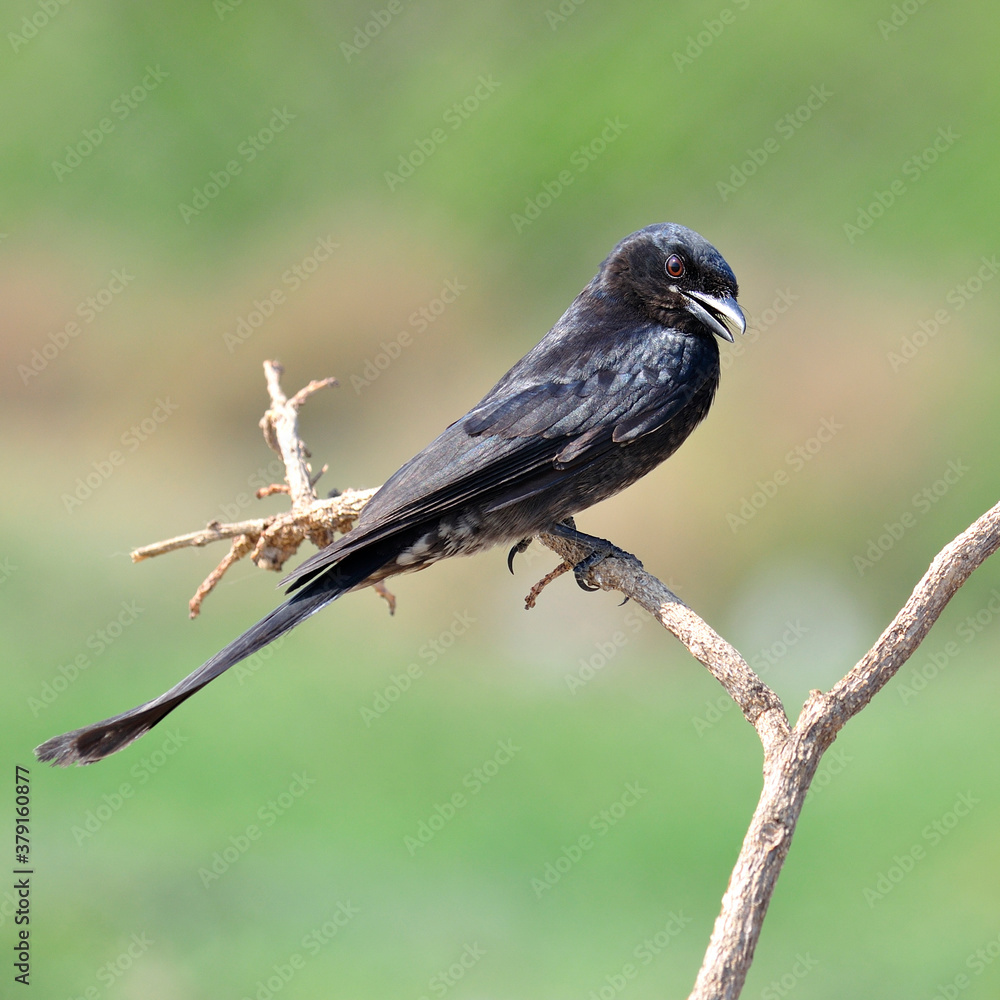 Black drogo, Dicrurus Macrocercus, beautiful bird perching on branch