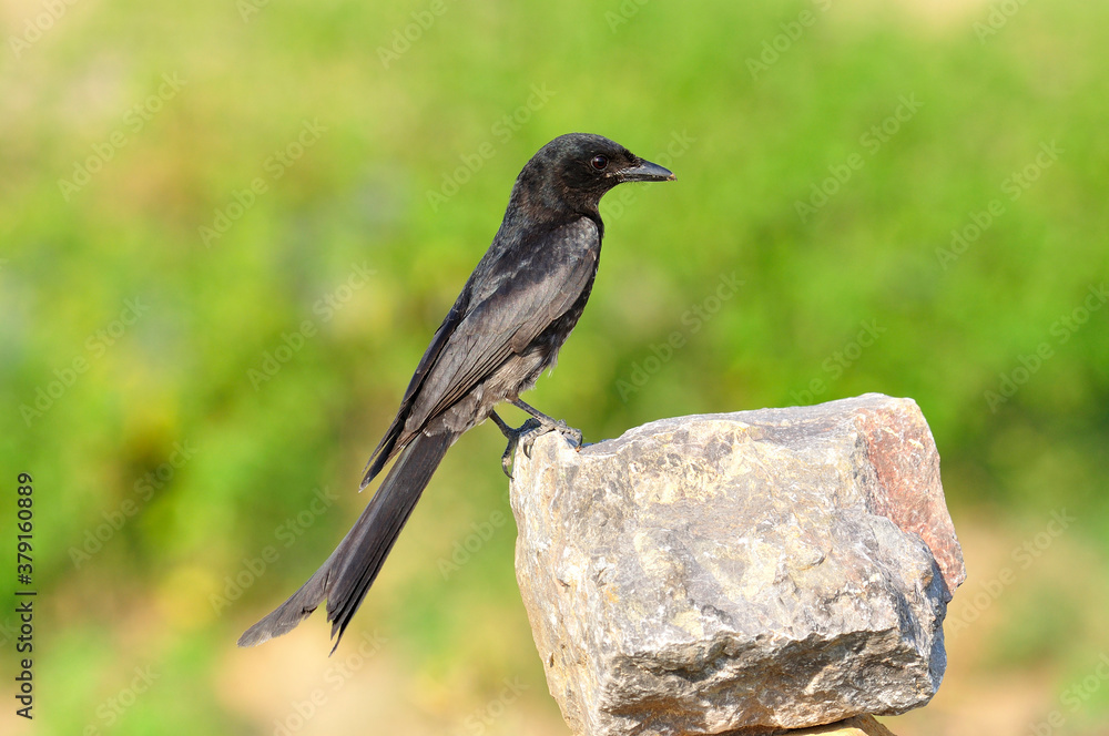 Balck Drongo