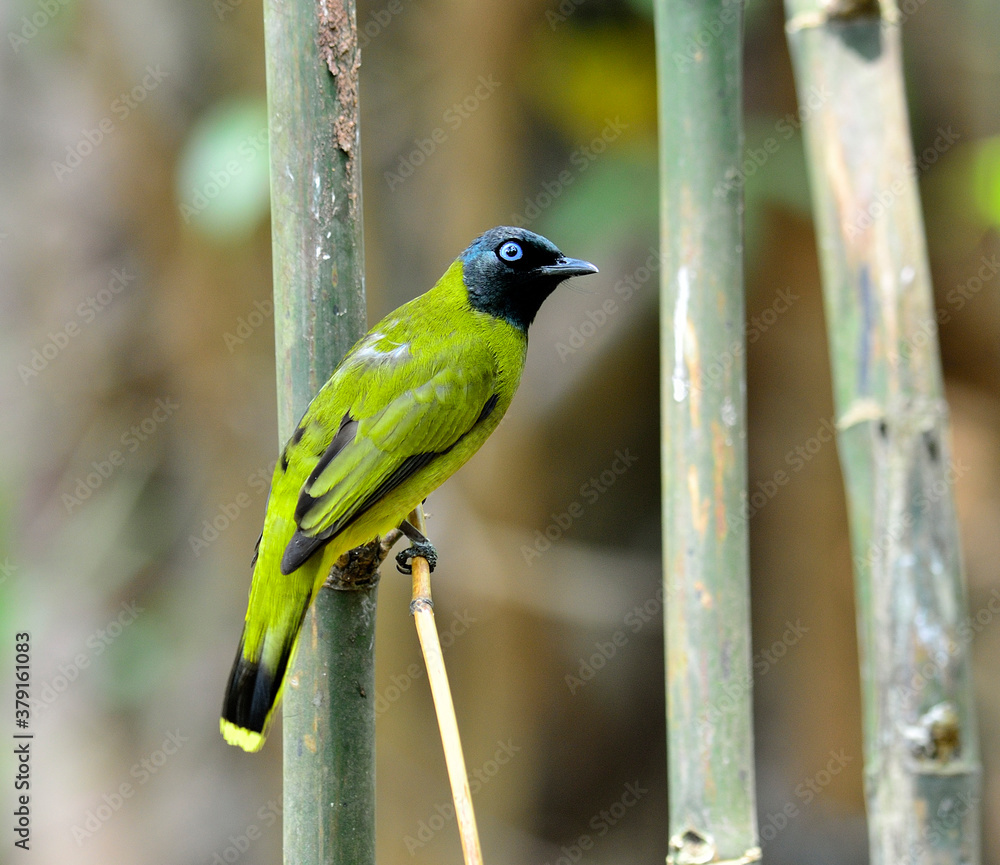 Black-headed Bulbul, Pycnonotus atriceps, bird of Thailand