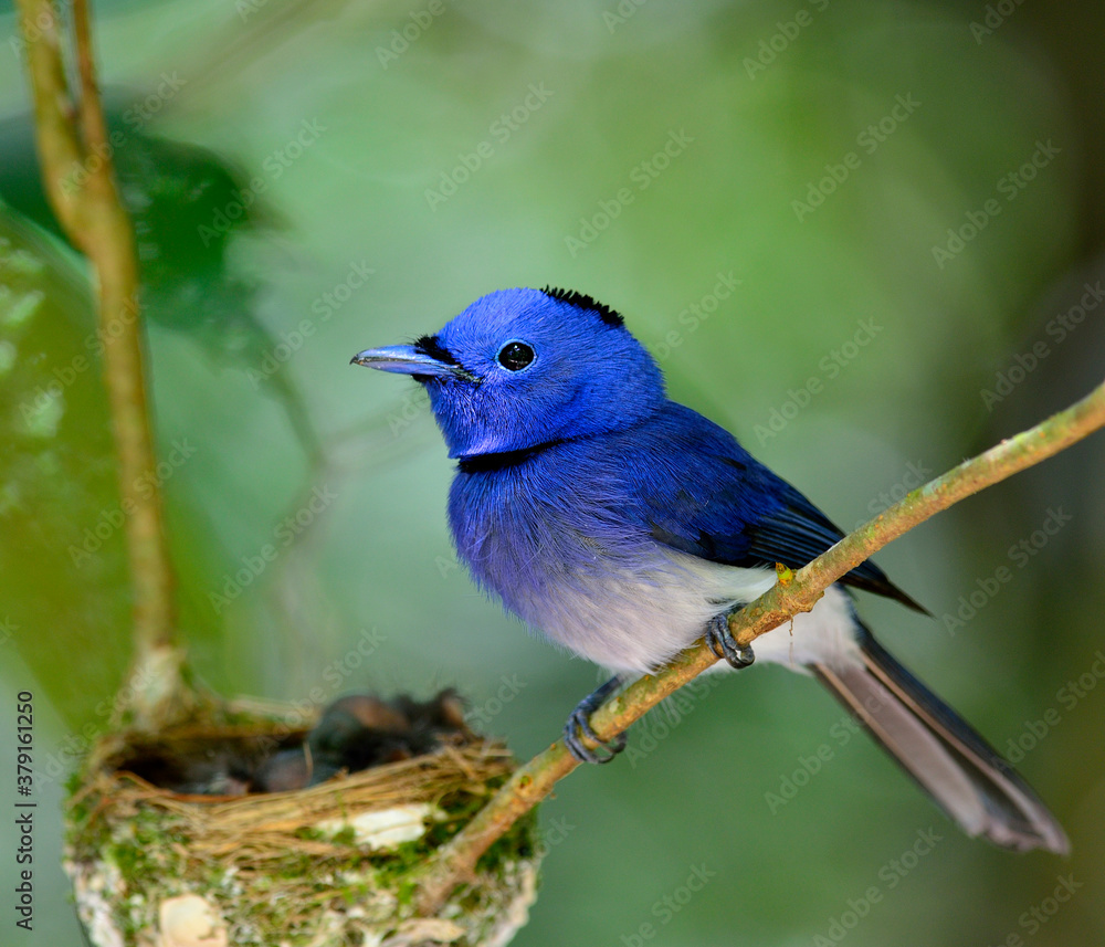 Black-naped Blue Flycatcher or blue flycather, a beautiful blue bird with feathers detials, keep wat