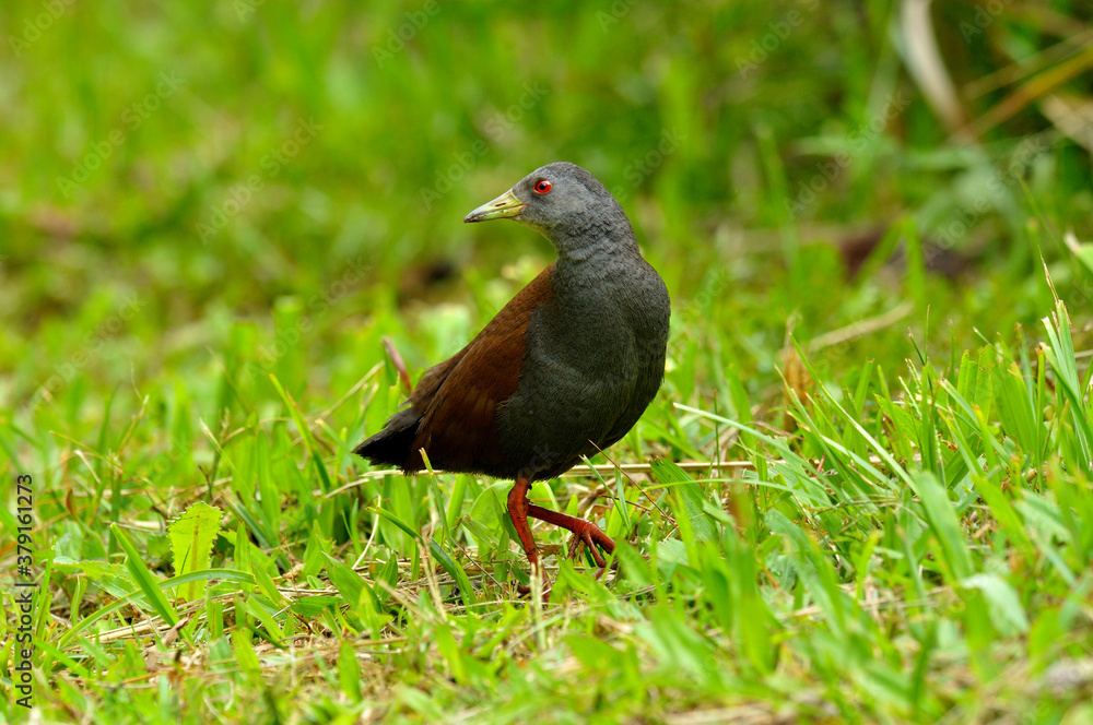 Black-tailed Crake on grass field