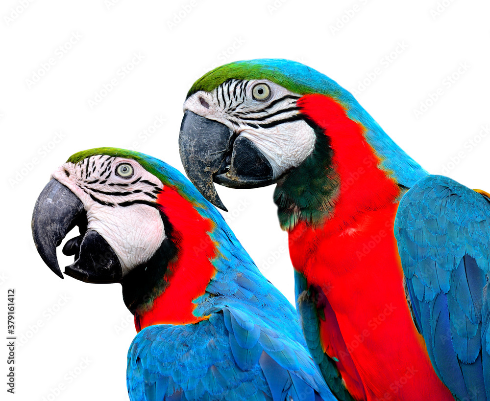 Blue and red birds