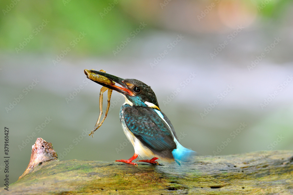 Blue Banded Kingfisher