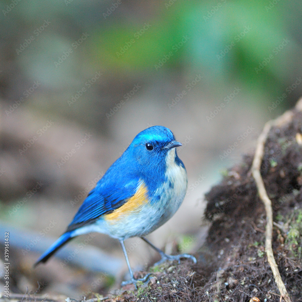 喜马拉雅蓝尾鸟（Tarsiger rufilatus）雄性或橙腹丛林知更鸟的蓝鸟