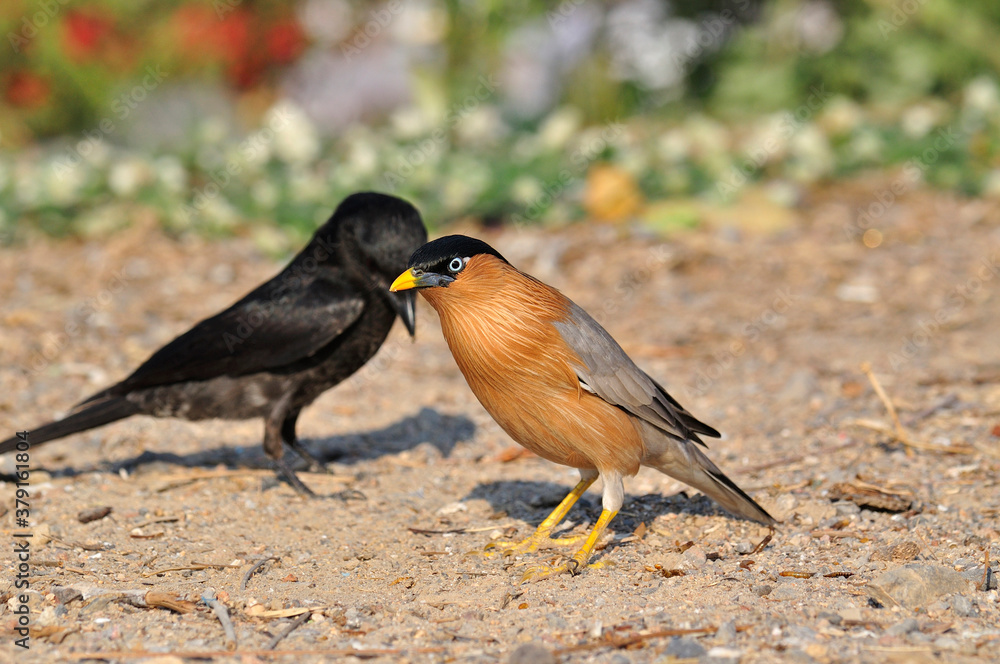 婆罗门Starling