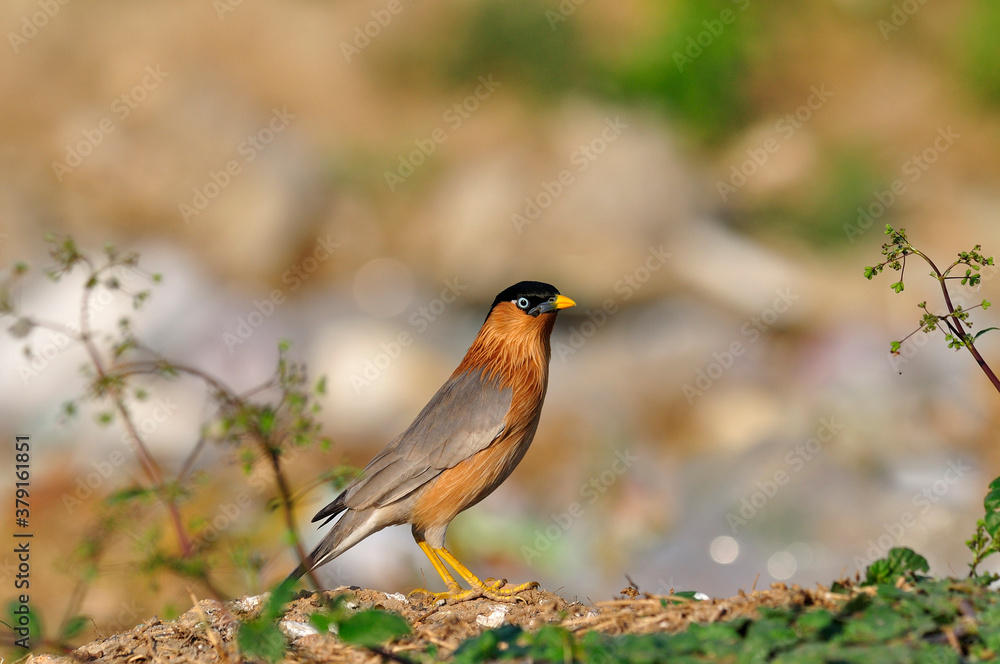 婆罗门Starling