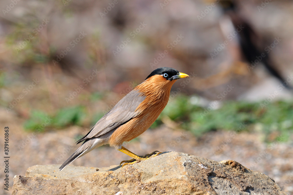 Brahminy Starling