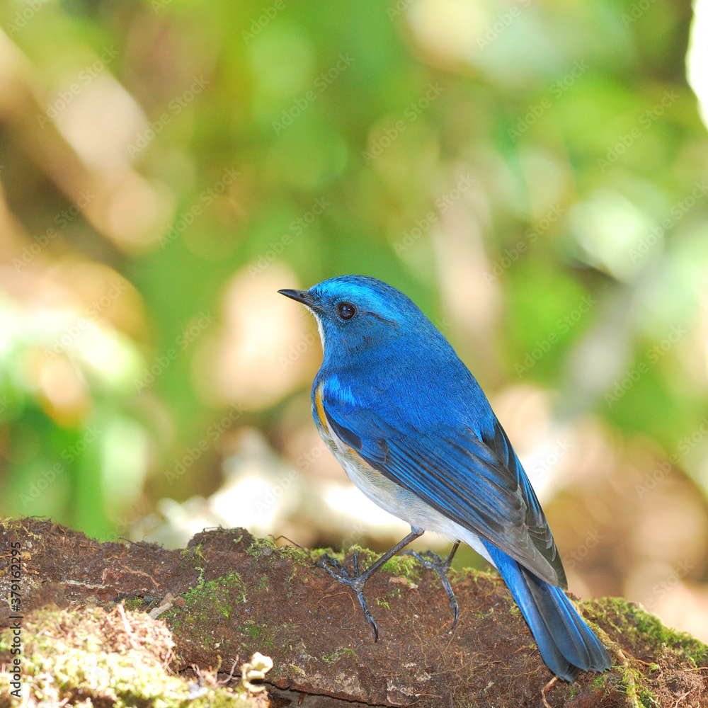 喜马拉雅蓝尾知更鸟（Tarsiger rufilatus）或橙侧背知更鸟的近距离雄性