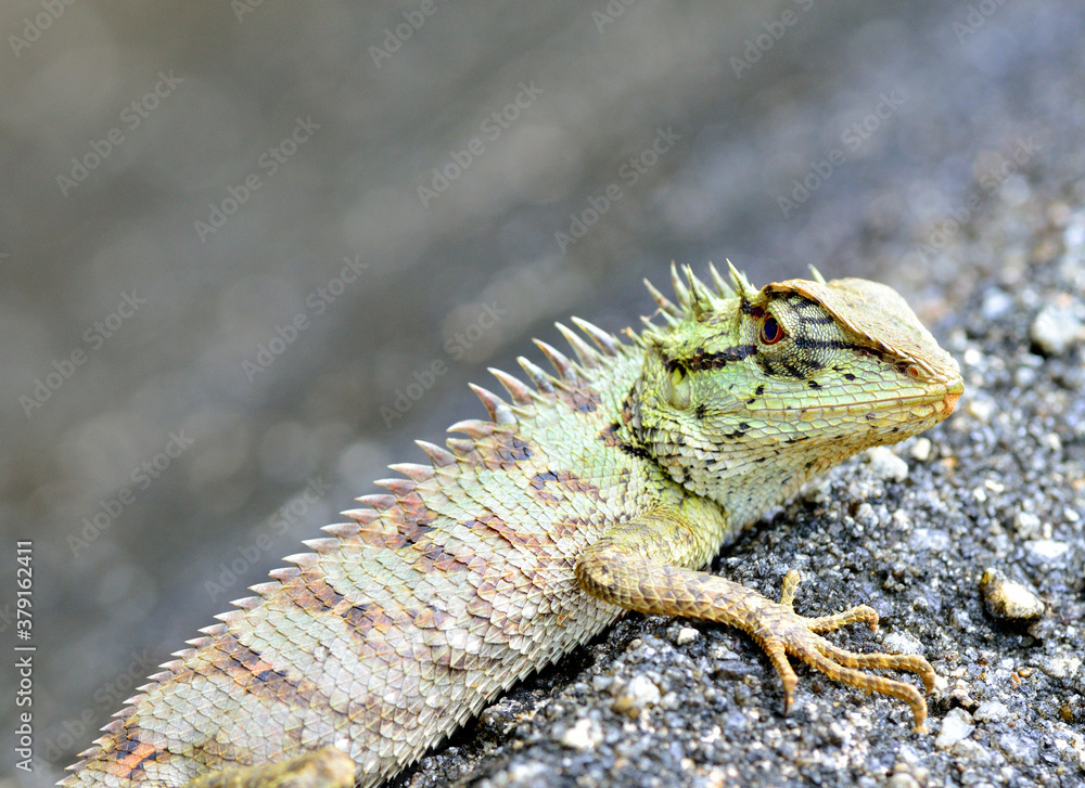 Closeup of Green crested lizard, Boulenger Long headed Lizard, Pseudocalotes microlepis