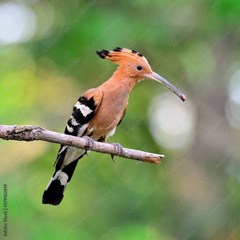 Common Hoopoe or Eurasian Hoopoe bird