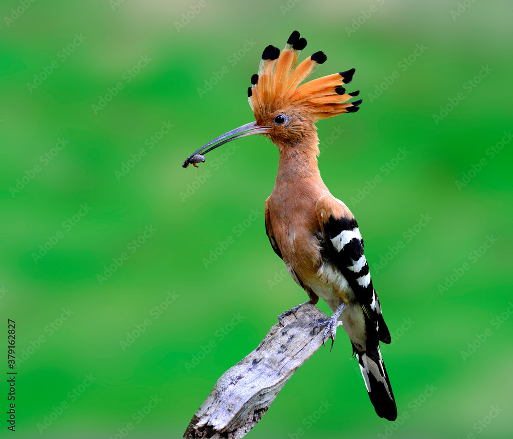 Common Hoopoe or Eurasian Hoopoe on the branch with food in mouth for its chicks in the nest on gree