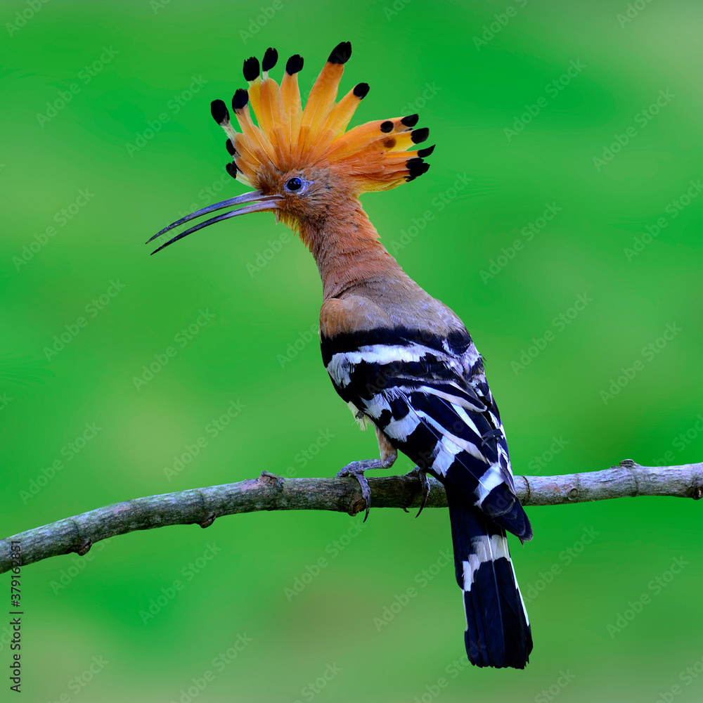 Common Hoopoe or Eurasian Hoopoe on the branch with nice crested up on green background