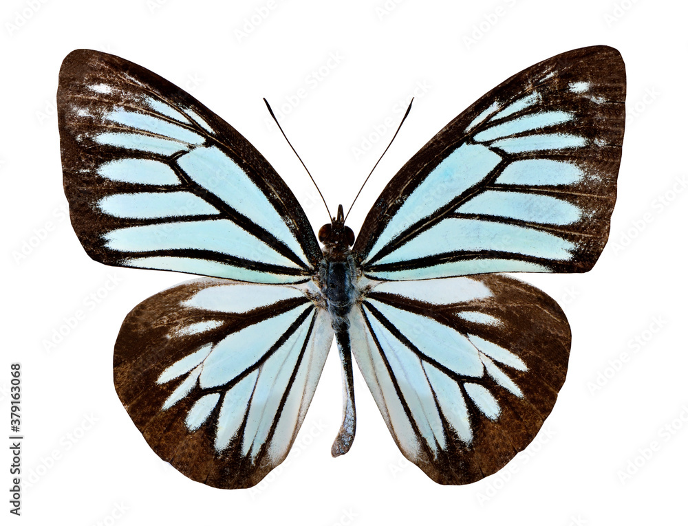 Common Wanderer butterfly, a blue butterfly upper wing profile isolated on white background