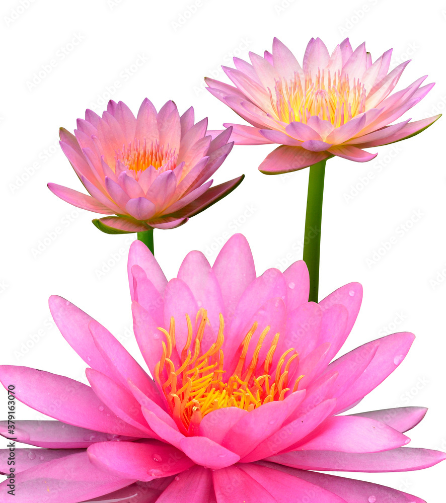 Compilation of three beautiful pink lotus flower or waterlily on white background