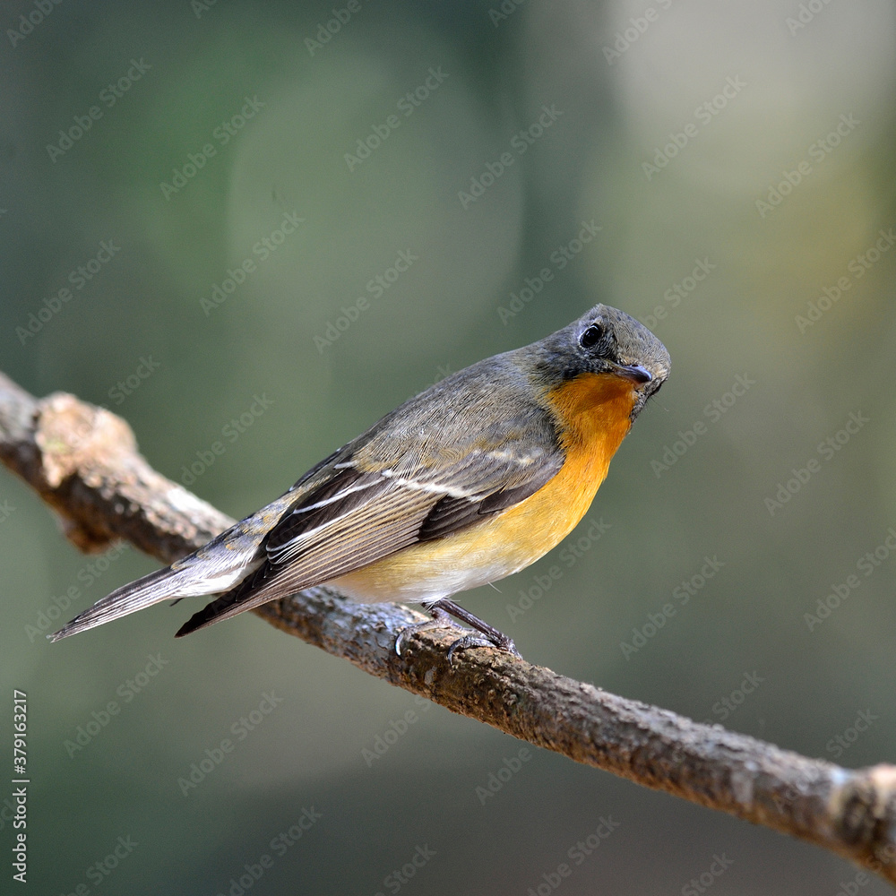 Cute Juvenile Mugimaki Flycatcher with very nice details on its feathers, Ficedula mugimaki, bird