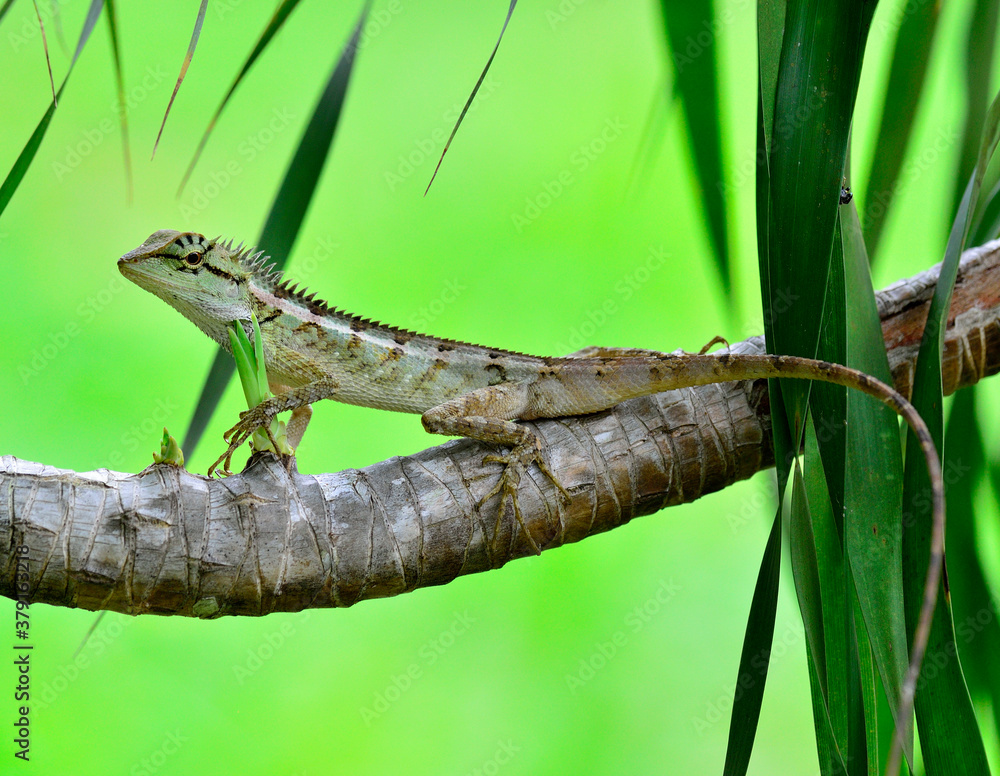 Crested lizard, Boulenger Long headed Lizard, Pseudocalotes microlepis, perching branch with nice gr