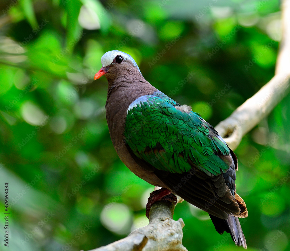 Emeral dove or Green Pigeon, Chalcophaps Indica, bird