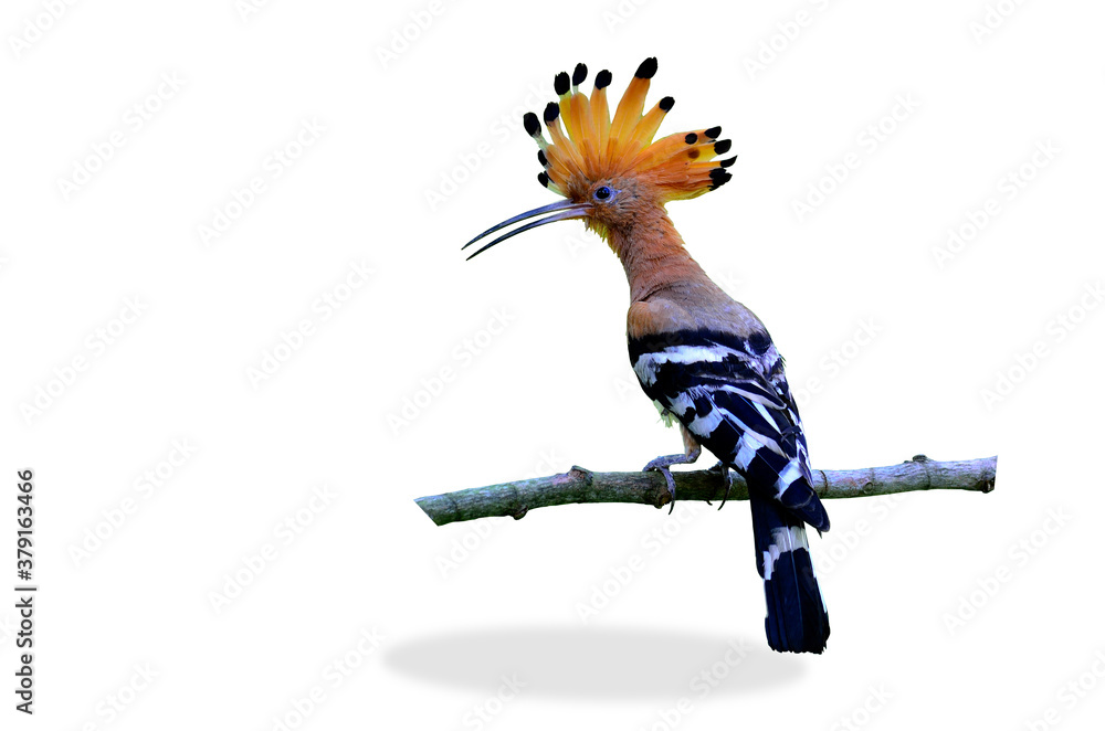 Common Hoopoe or Eurasian Hoopoe