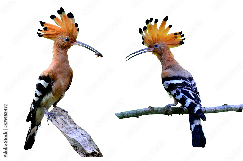 Common Hoopoe or Eurasian Hoopoe on isolated white background