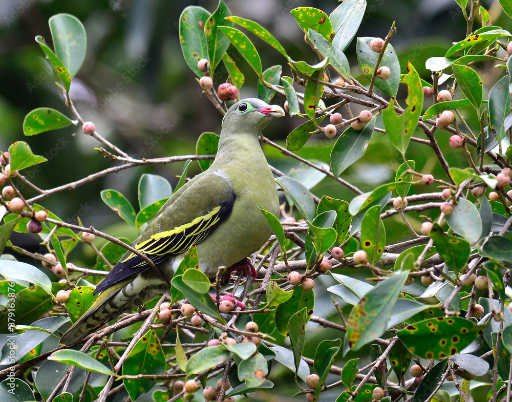 Female of Thick-billed green Pigeon (treron curvirostra) thick bill green pigeon on ripe fig fruit t