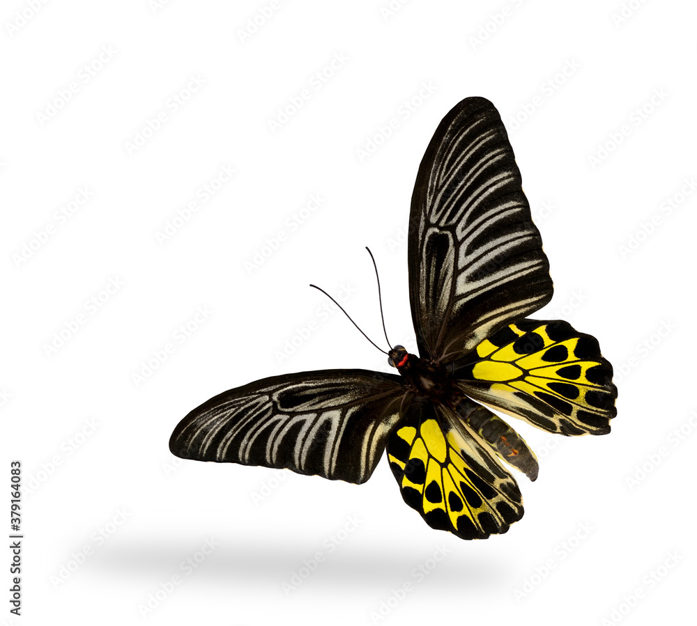 Flying Golden Birdwing butterfly (troides aeacus)