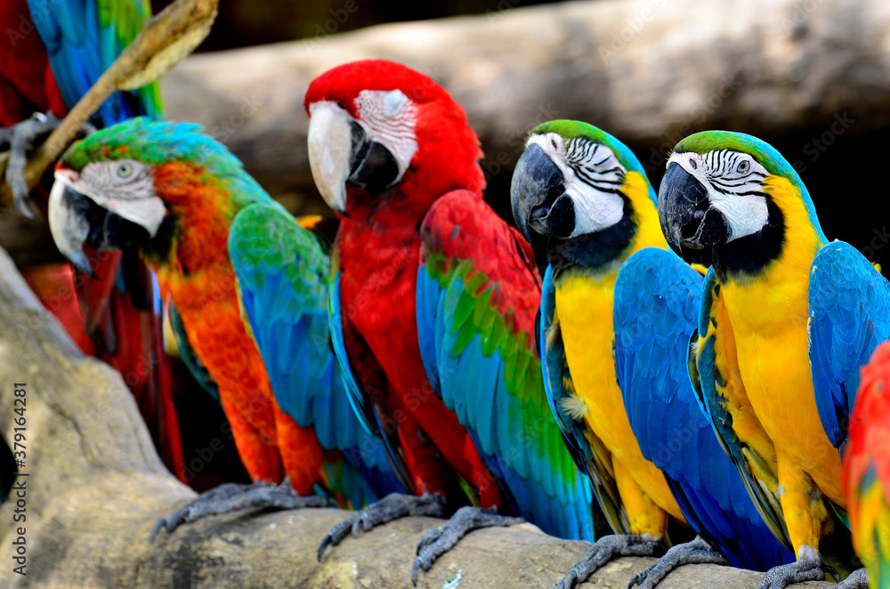 Focus of Blue and gold with green-winnged and scarlet macaws perching together