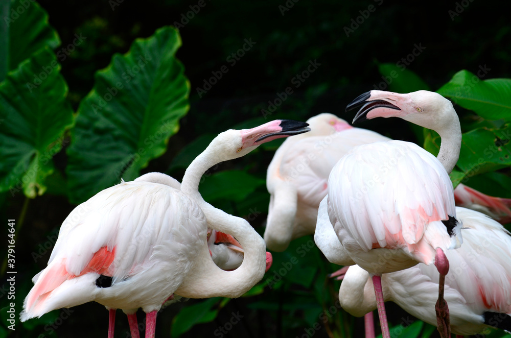 Greater Flamingo (Phoenicopterus roseus) teasing each other in sweet moment