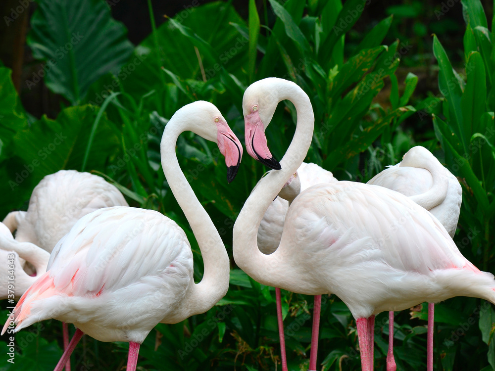 Greater Flamingo (Phoenicopterus roseus) in very romantic heart shapre showing love care