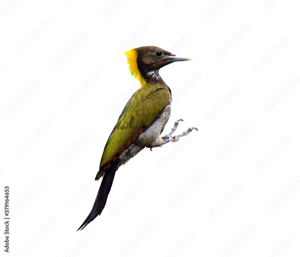 Greater Yellownape or yellow-naped woodpecker, picus flavinucha, woodpecker isolated on white backgr