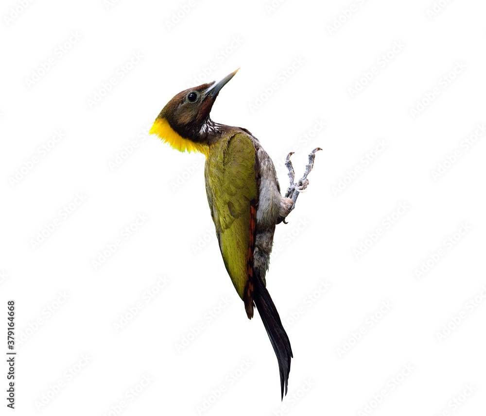 Greater Yellownape, yello-naped woodpecker, picus flavinucha, bird