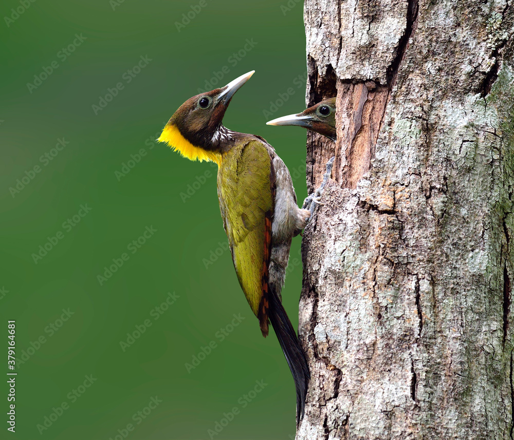 Greater Yellownape, Yellow-naped Woodpecker, picus flavinucha, bird of Thailand, feeding its chicks 