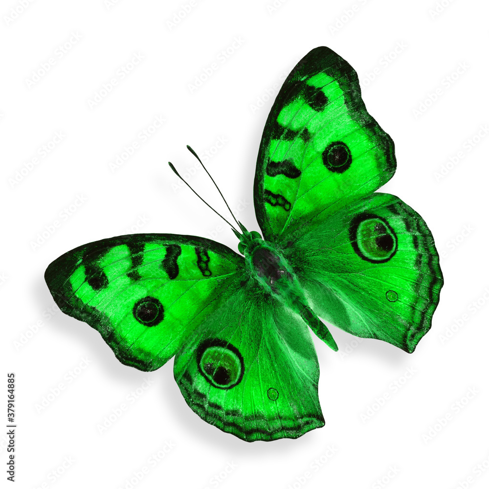 Green Butterfly (Peacock Pansy in fancy color) isolated on white background