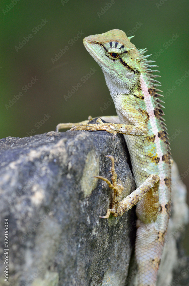 Green crested lizard, Boulenger Long headed Lizard, Pseudocalotes microlepis, perching on rock