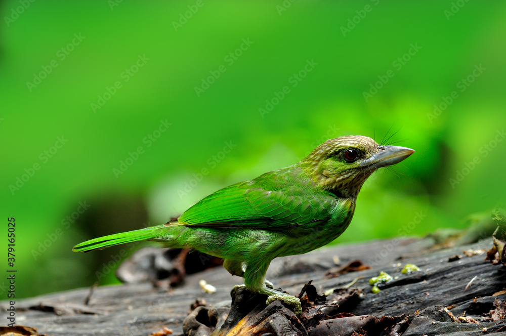 Green-eared Barbet