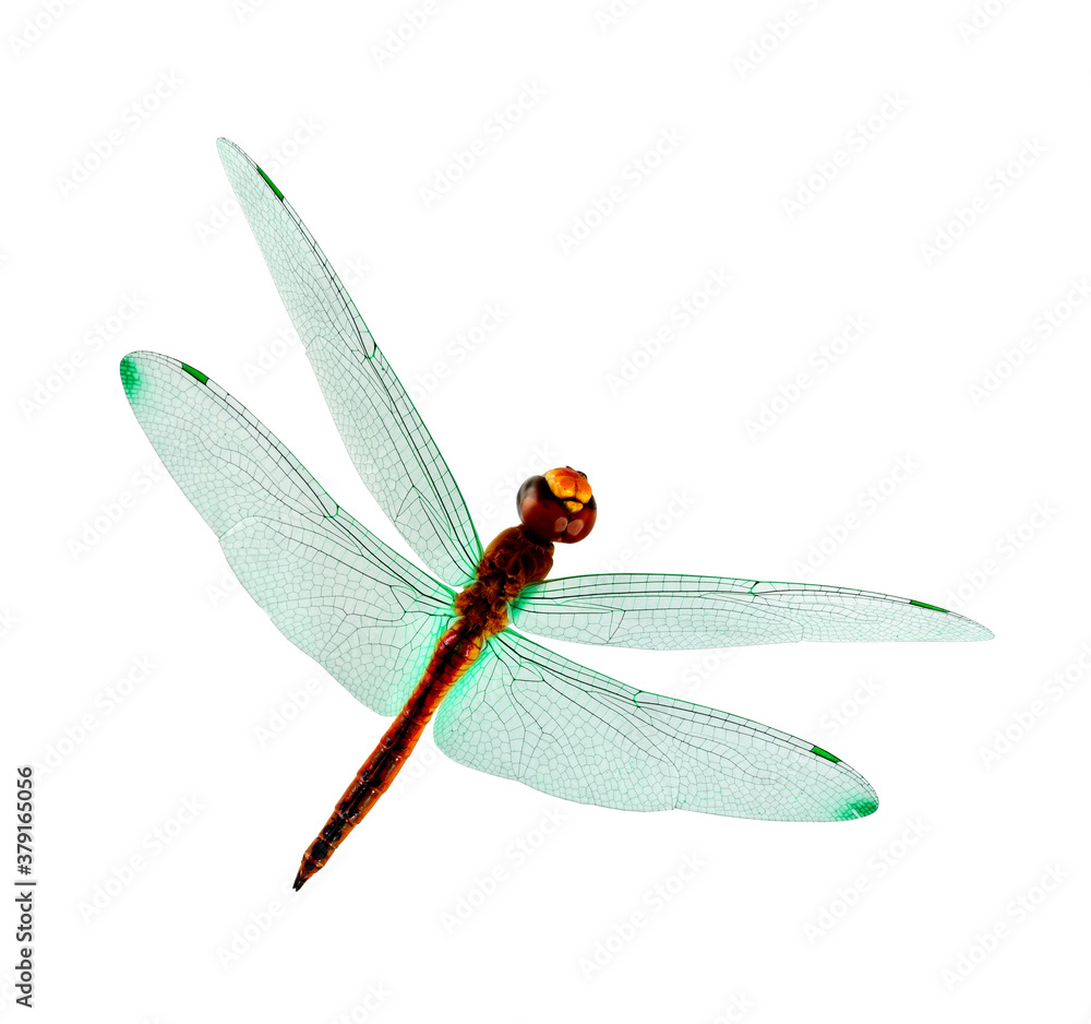 Green wings Dragonfly isolated on white background