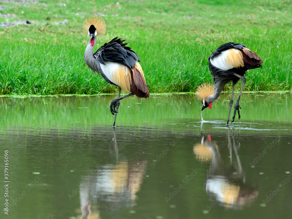 Grey Crowned Crane, Balearica Regulorum, standing in the water together