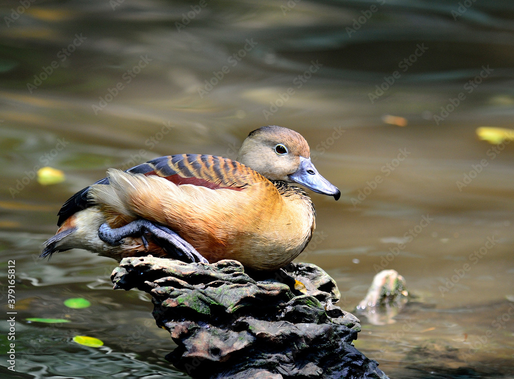 Lesser Whistling-duck, Dendrocygna javanica, resting on the log in the stream