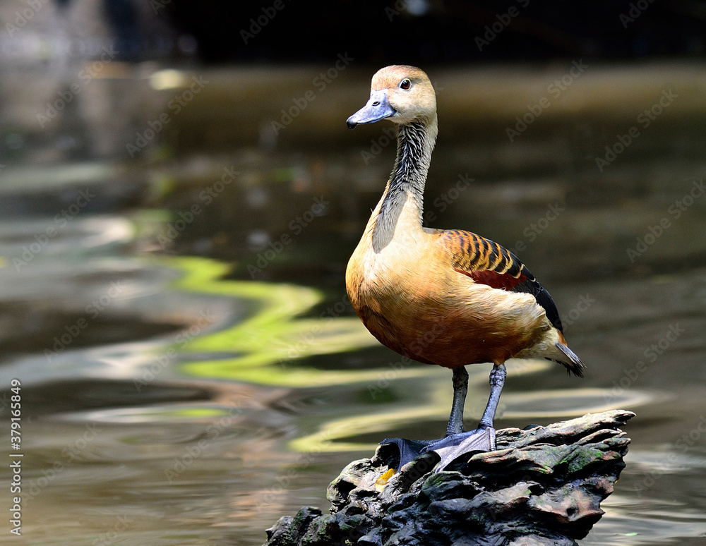 Lesser Whistling-duck, Dendrocygna javanica