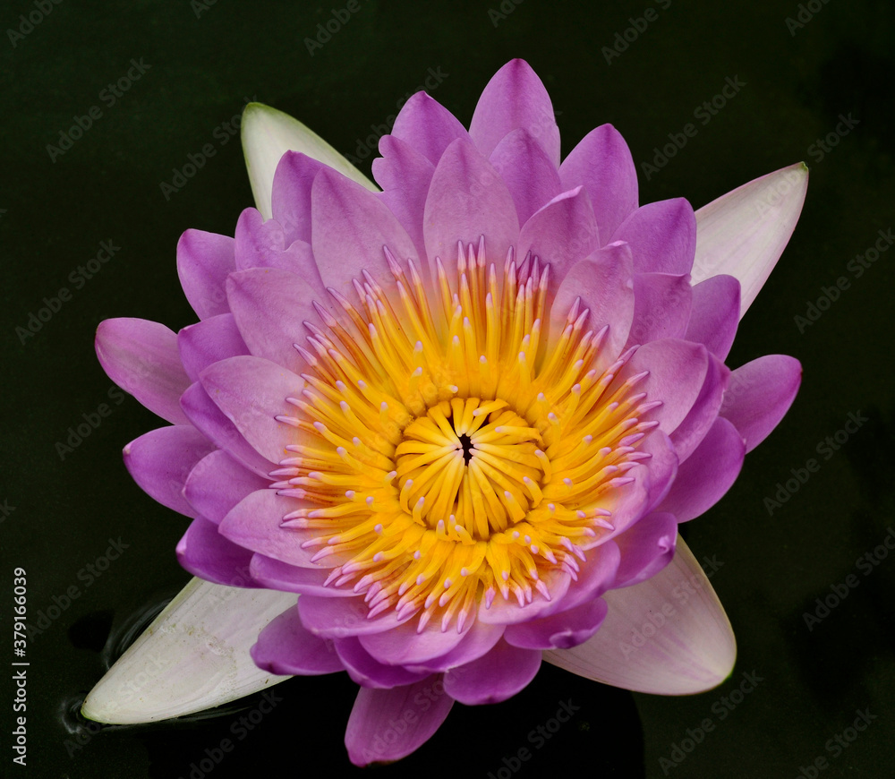 Lotus flower on dark background