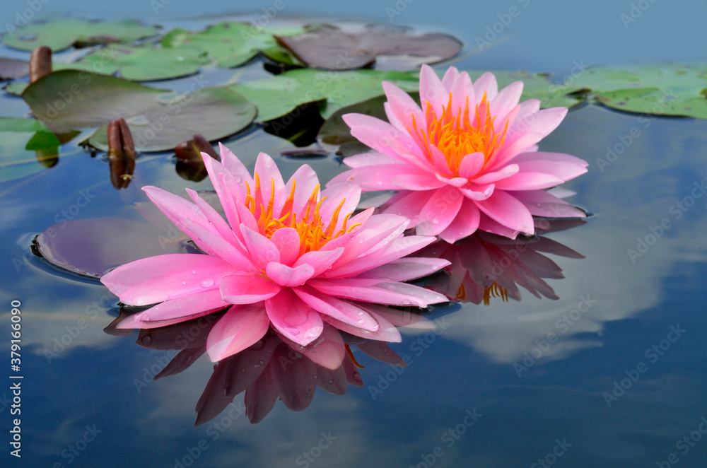 Lotus flowers and Blue Sky reflection in the clear water