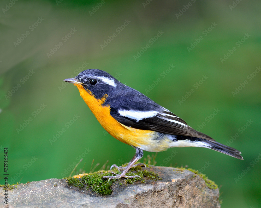 Male of Mugimaki Flycatcher yellow belly bird (Ficedula mugimaki)