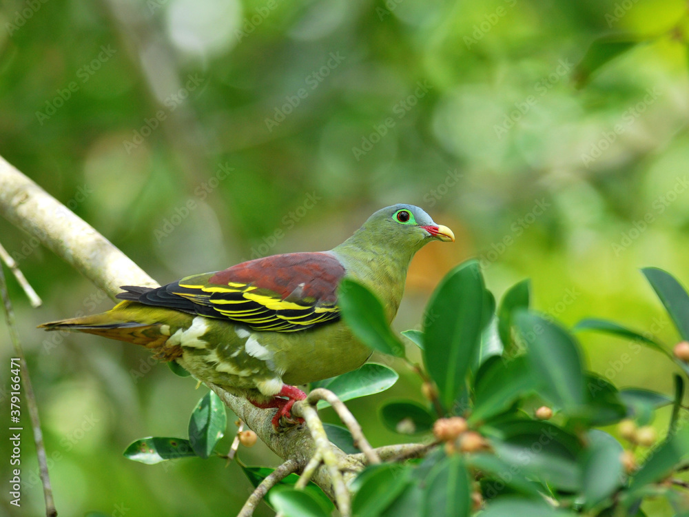 Male of Thick-billed green Pigeon (treron curvirostra) thick bill green pigeon on ripe fig tree