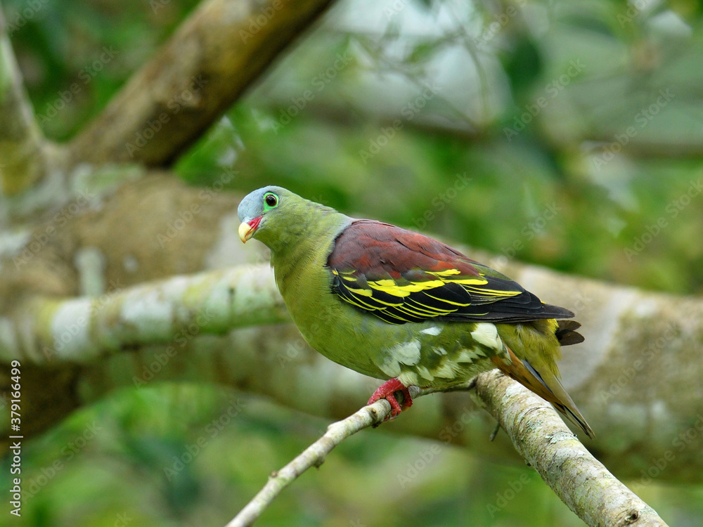 Male of Thick-billed green Pigeon (treron curvirostra) thick bill green pigeon perching on fig tree